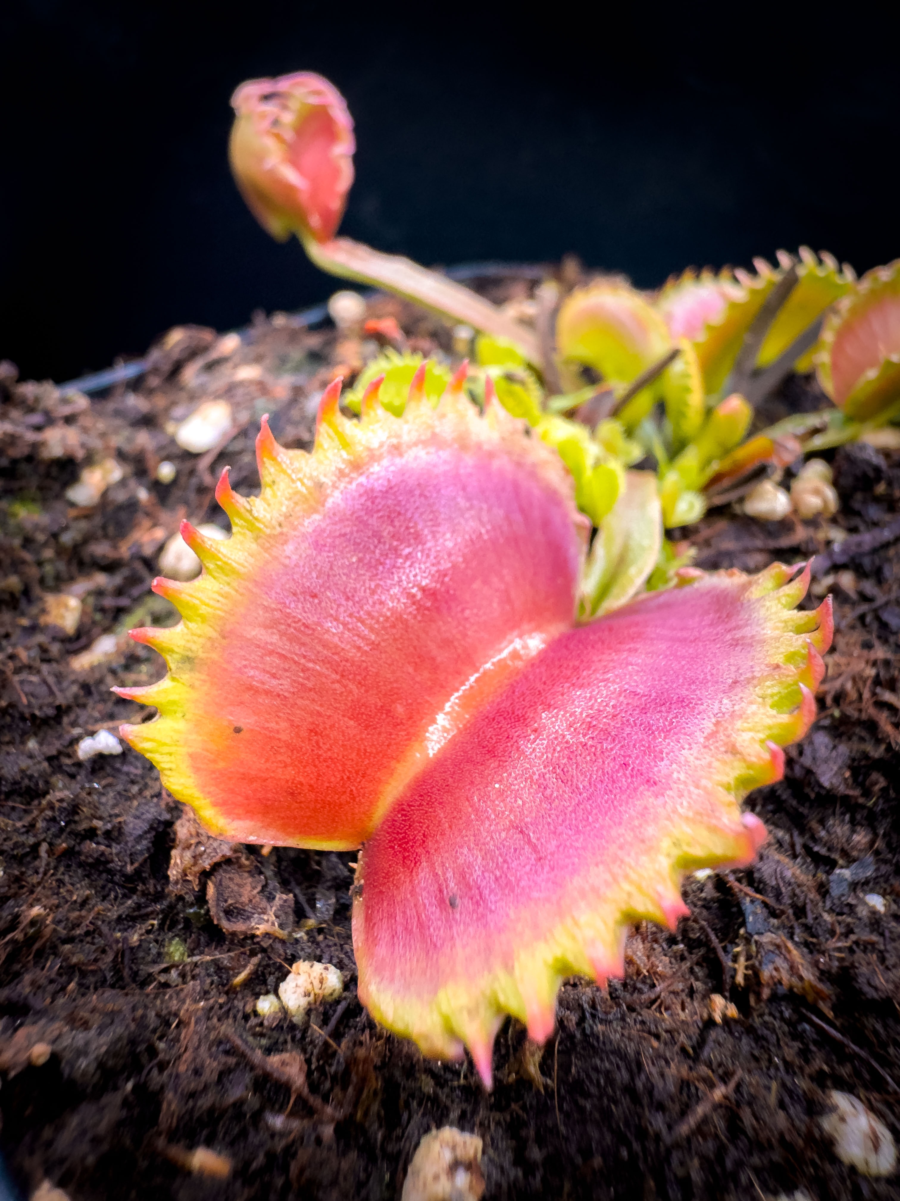 Dionaea Muscipula Diabolic Horns | PetersFlytraps.com
