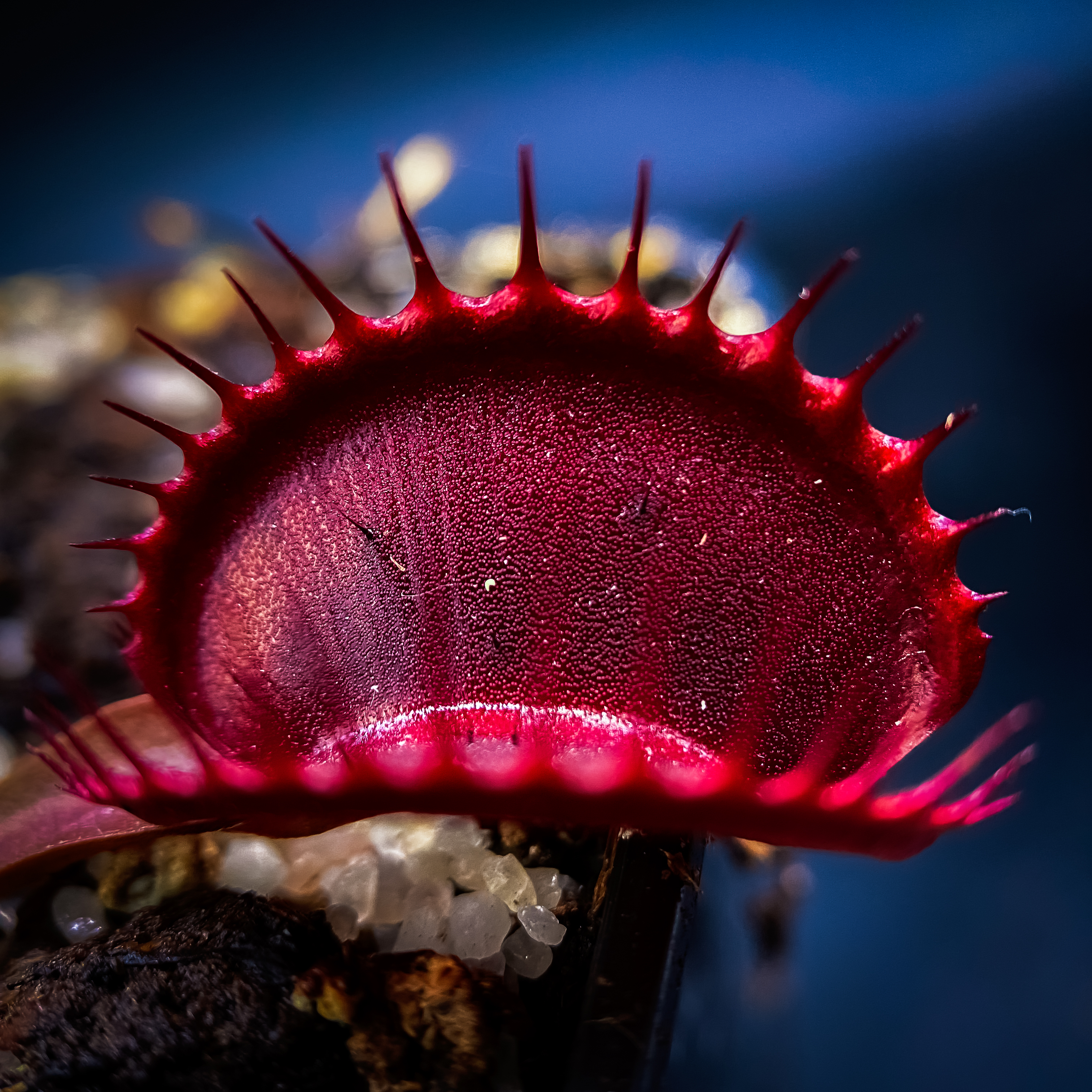 Dionaea Muscipula Ginormous | PetersFlytraps.com