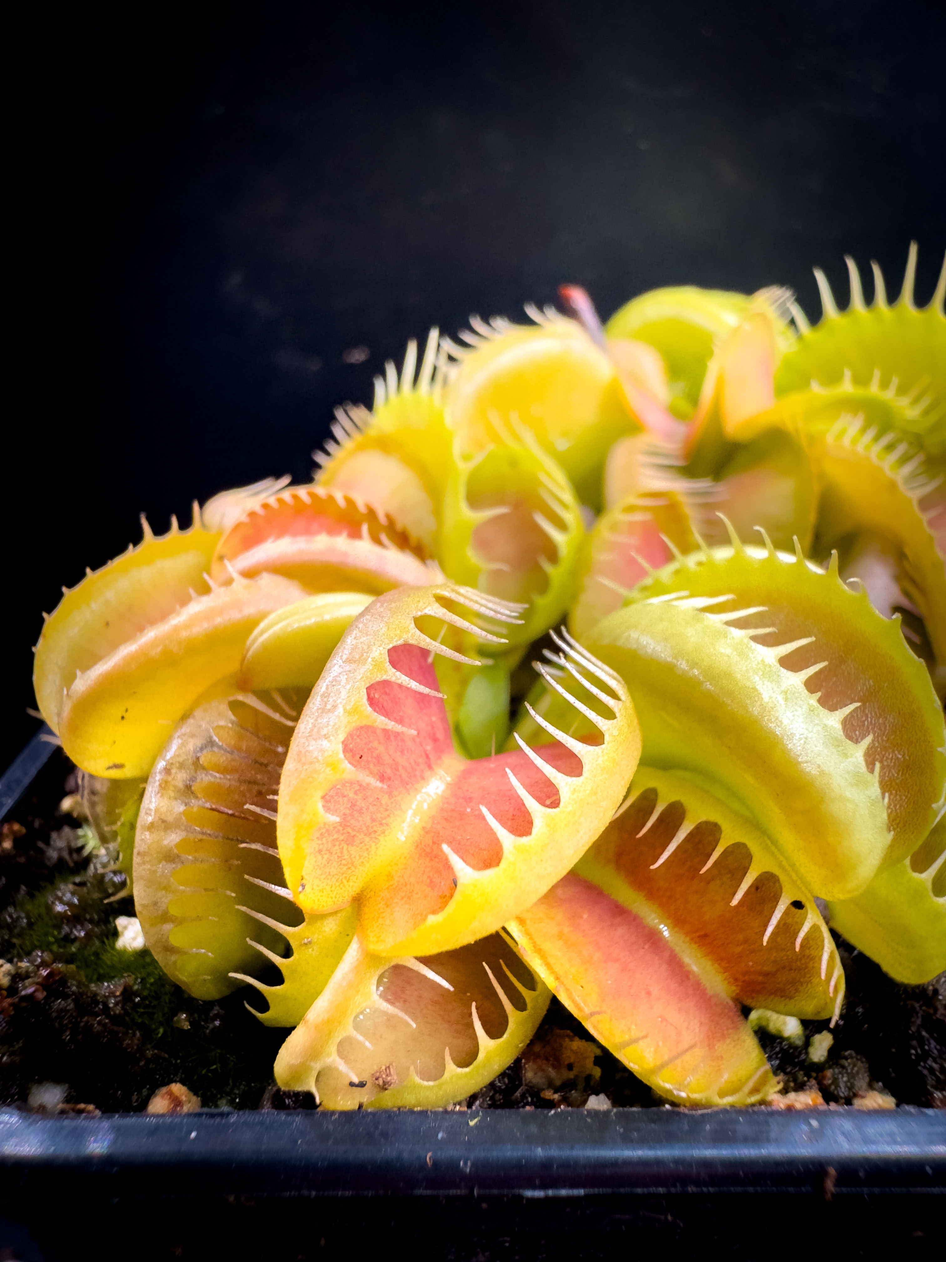 リーマドンナ　プリンセス Dionaea Muscipula GJ Bloody Nurse | PetersFlytraps.com