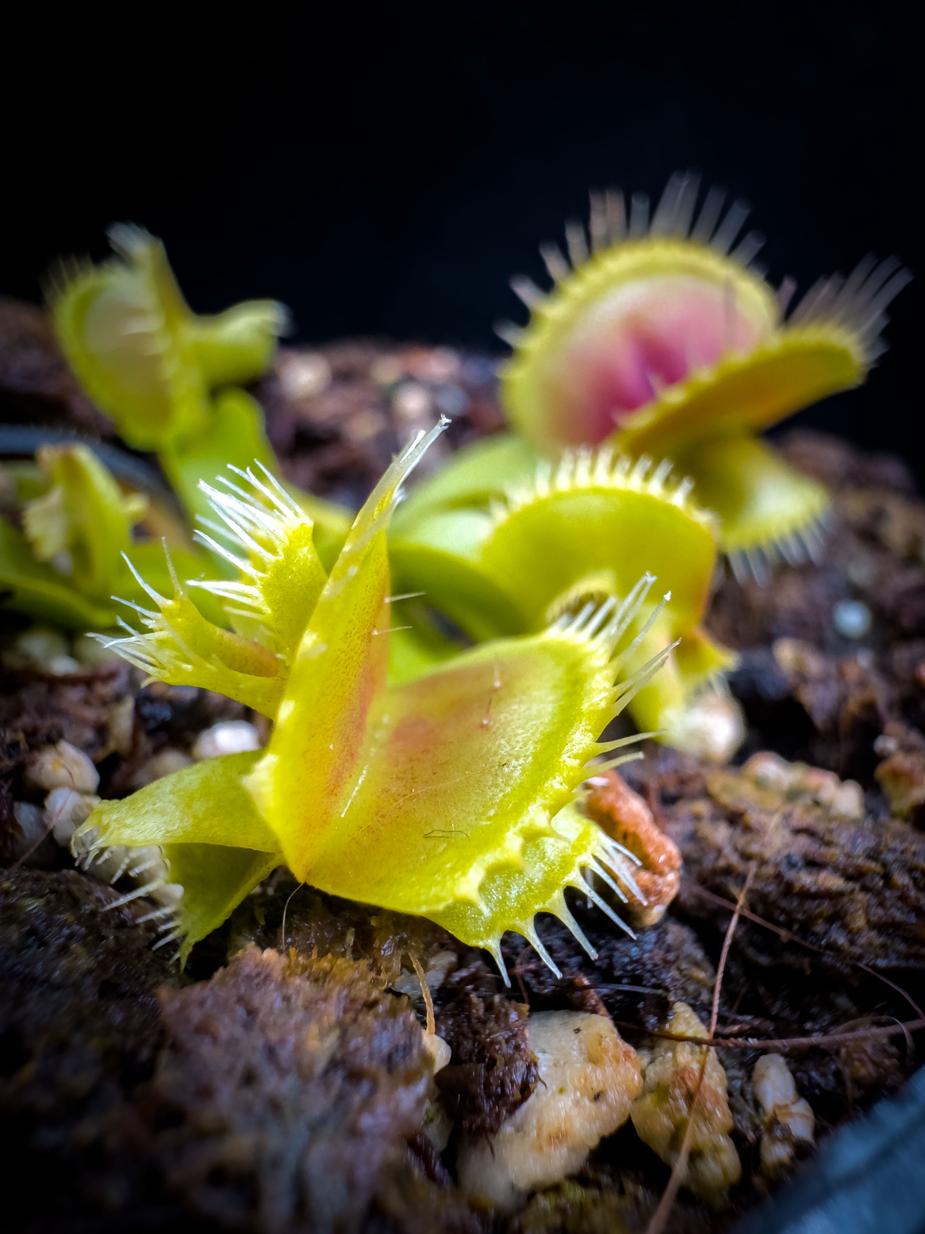 Dionaea Muscipula GJ Troublemaker | PetersFlytraps.com