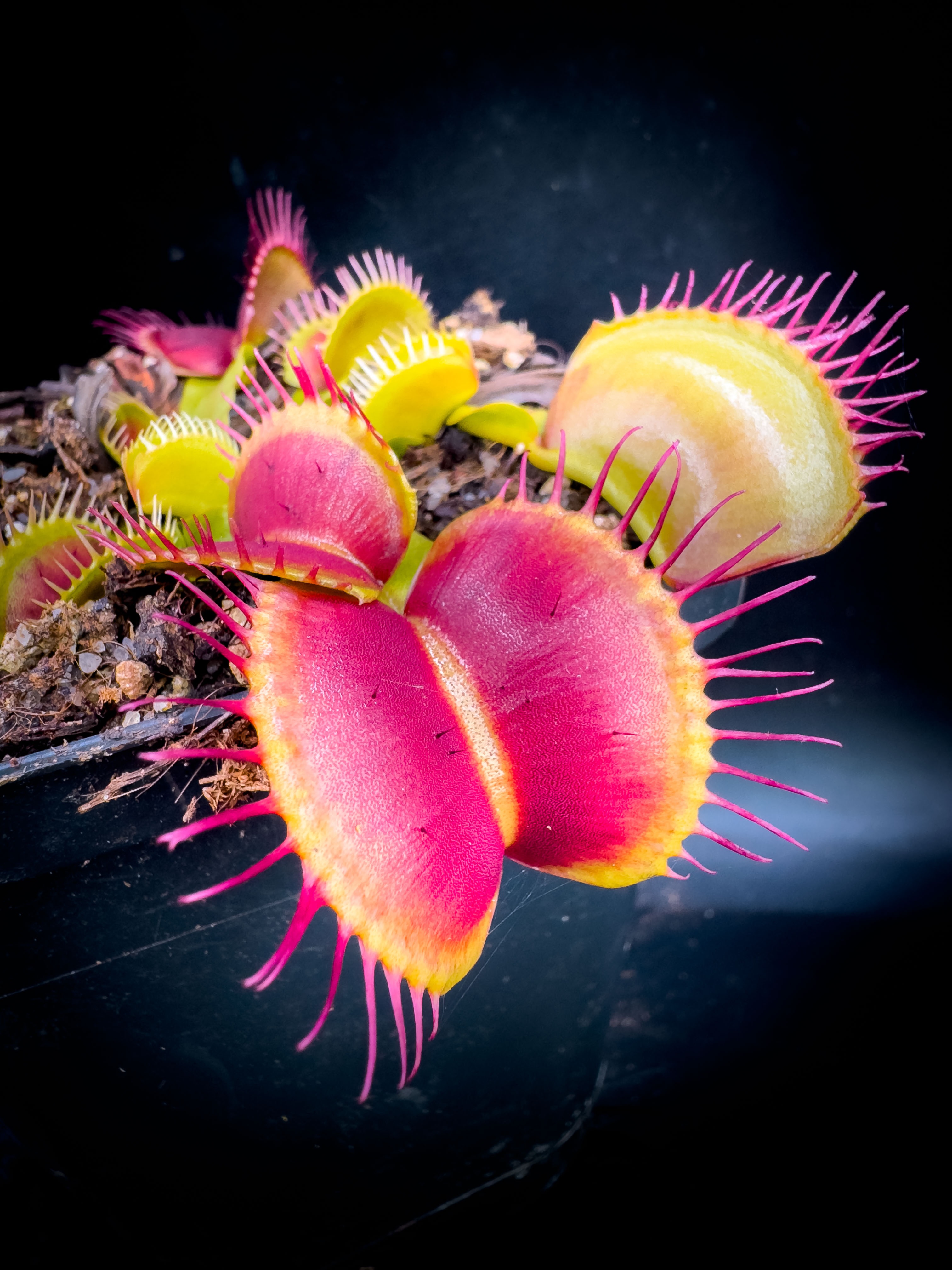 CK】Dionaea muscipula Gj Stiletto“ ハエトリソウ ハエトリグサ 食虫