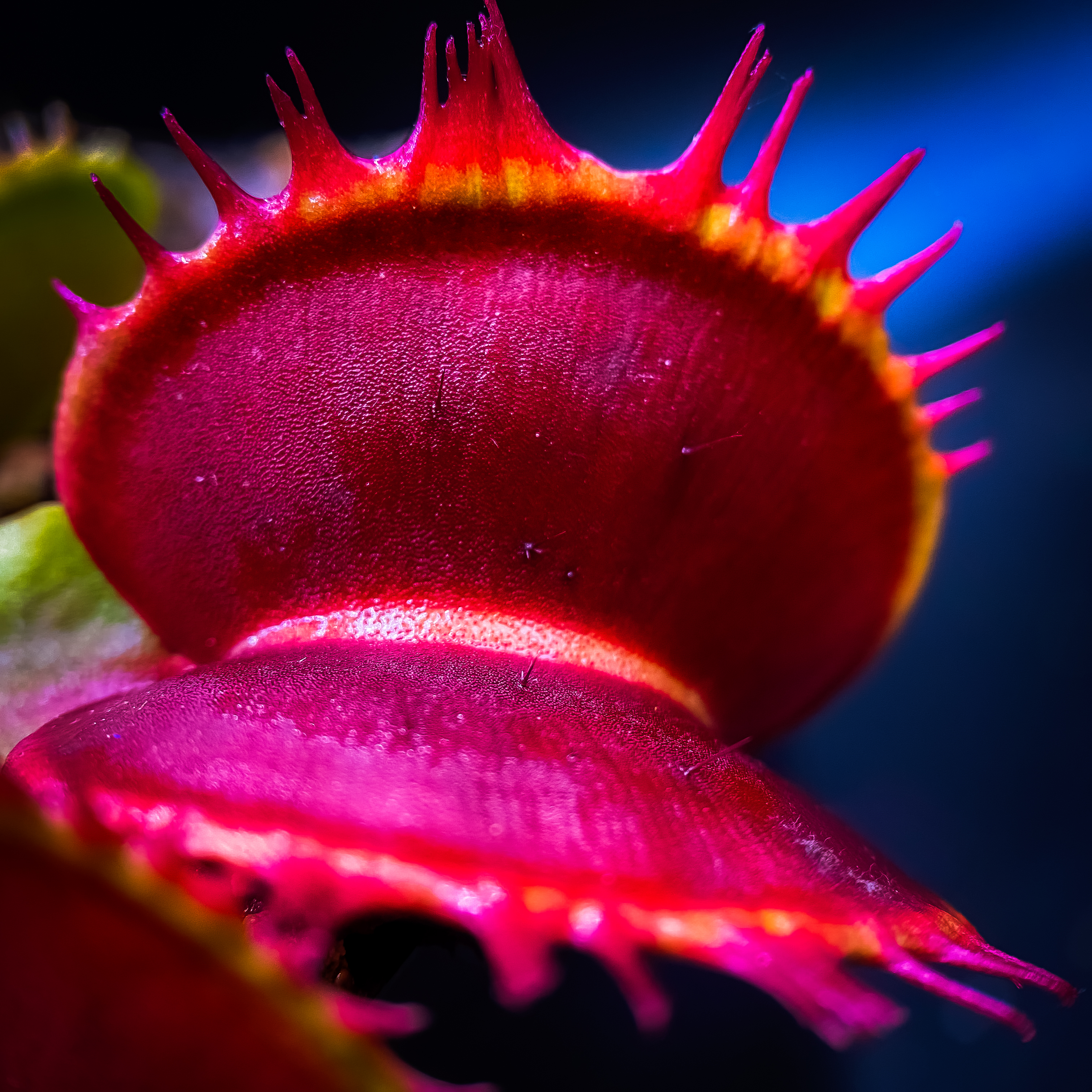 Dionaea Muscipula Rouge Sombre | PetersFlytraps.com
