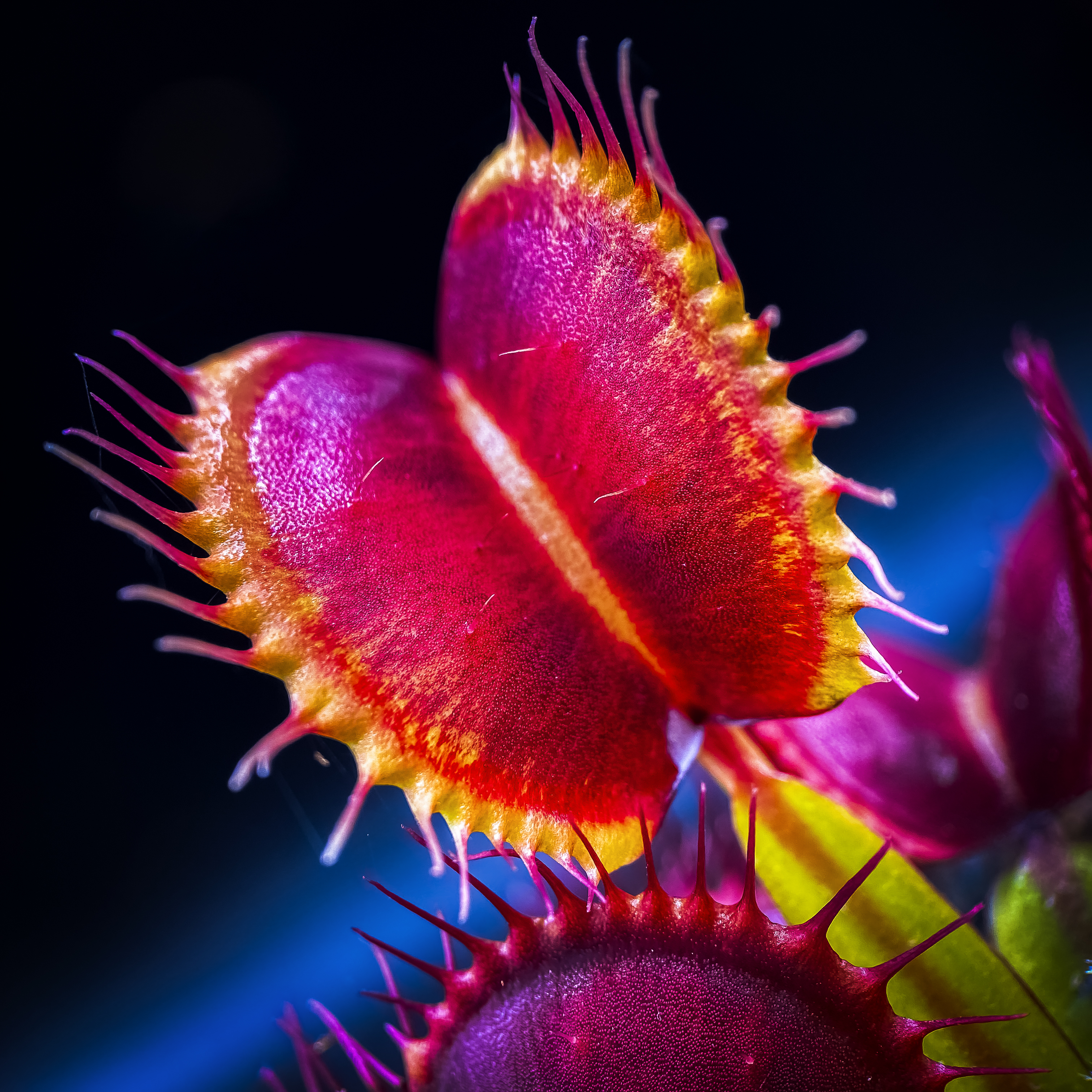 Dionaea Muscipula Rouge Sombre | PetersFlytraps.com